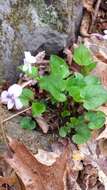 صورة Viola rostrata Pursh