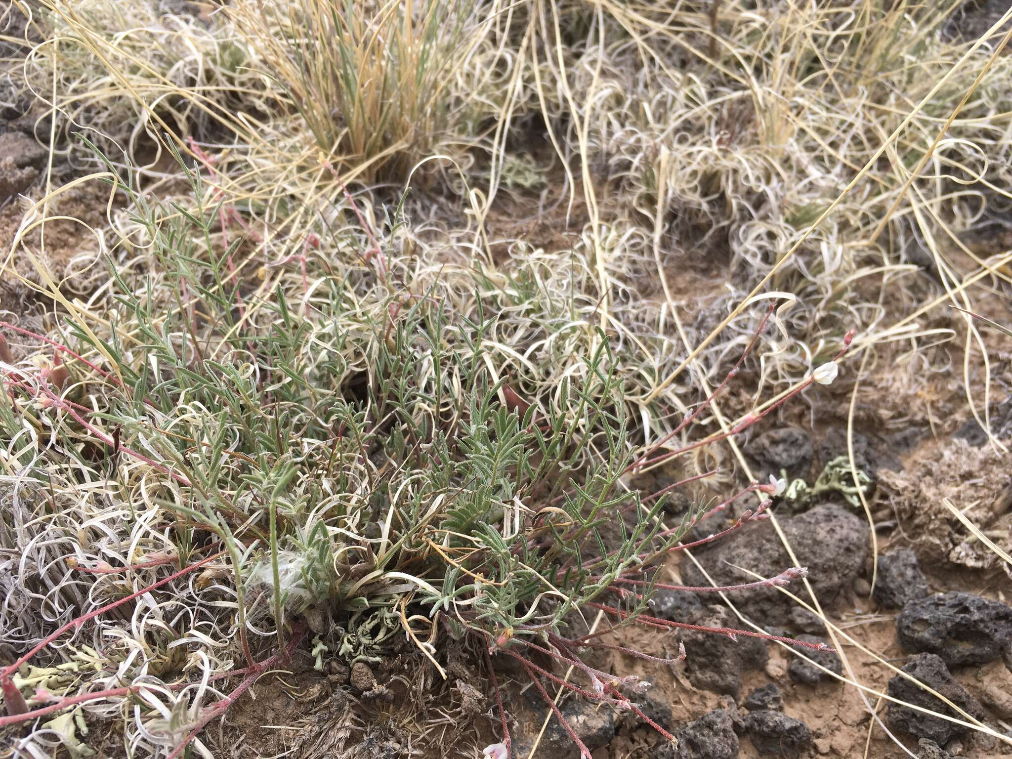 صورة Astragalus brandegeei (Rydb.) Porter