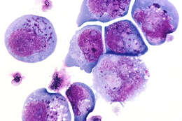 Image of Roseolovirus