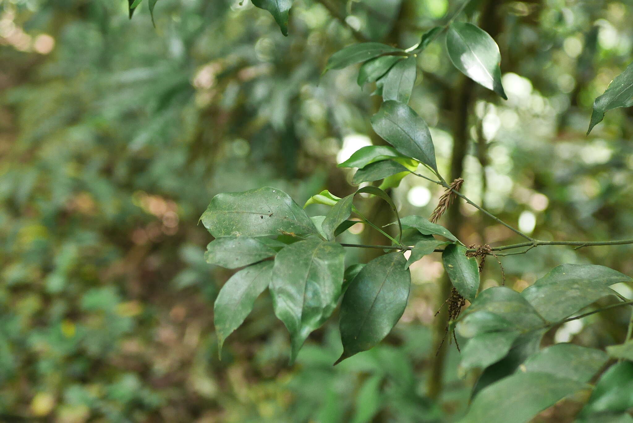 Imagem de Euonymus laxiflorus Champ. ex Benth.