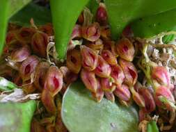 Image of Acianthera