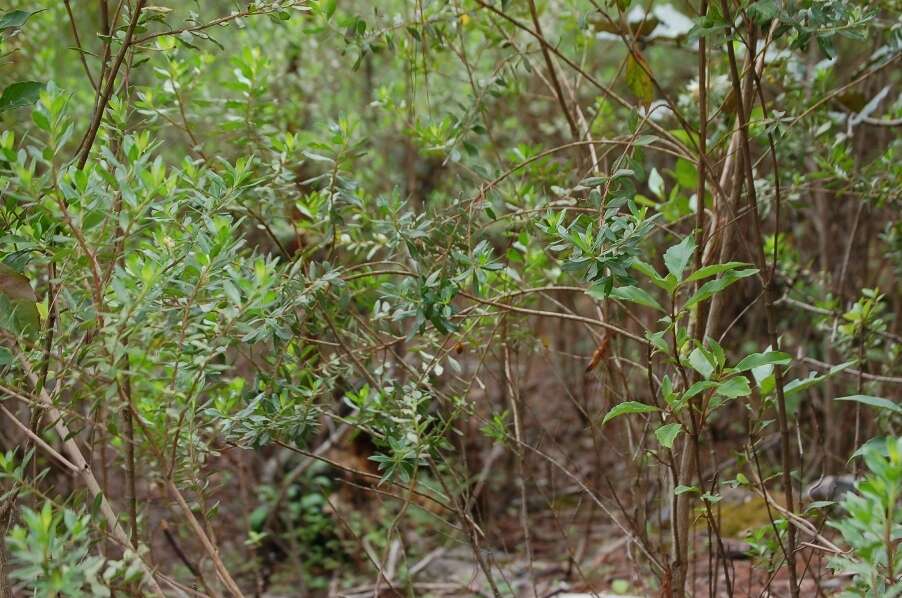 Image of Baccharis pseudovaccinioides L. Teodoro