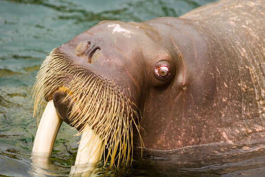 Image of walrus