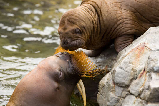 Image of walrus