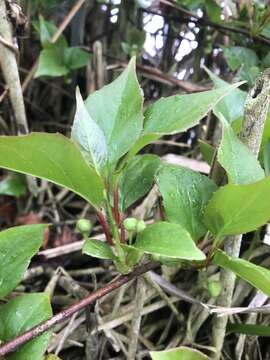 Image de Schisandra arisanensis Hayata