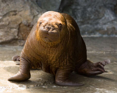 Image of walrus