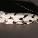 Image of Moth