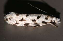 Image of Moth