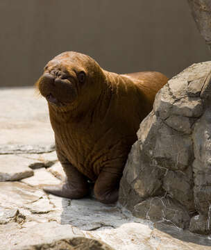 Image of walrus