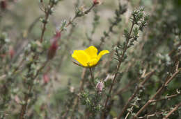 Sivun Balbisia microphylla (Phil.) Reiche kuva