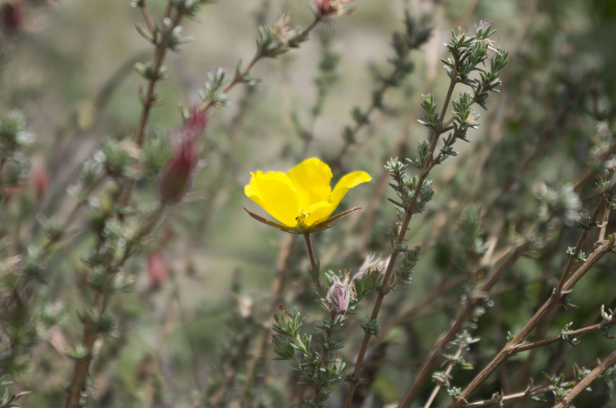 Sivun Balbisia microphylla (Phil.) Reiche kuva