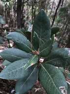 Image of Persea mutisii Kunth