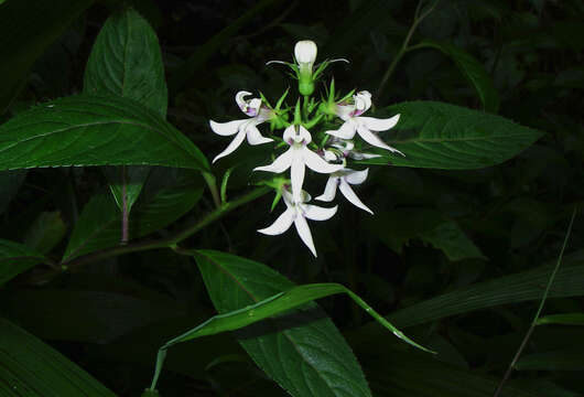 Image of Lobelia borneensis (Hemsl.) Moeliono