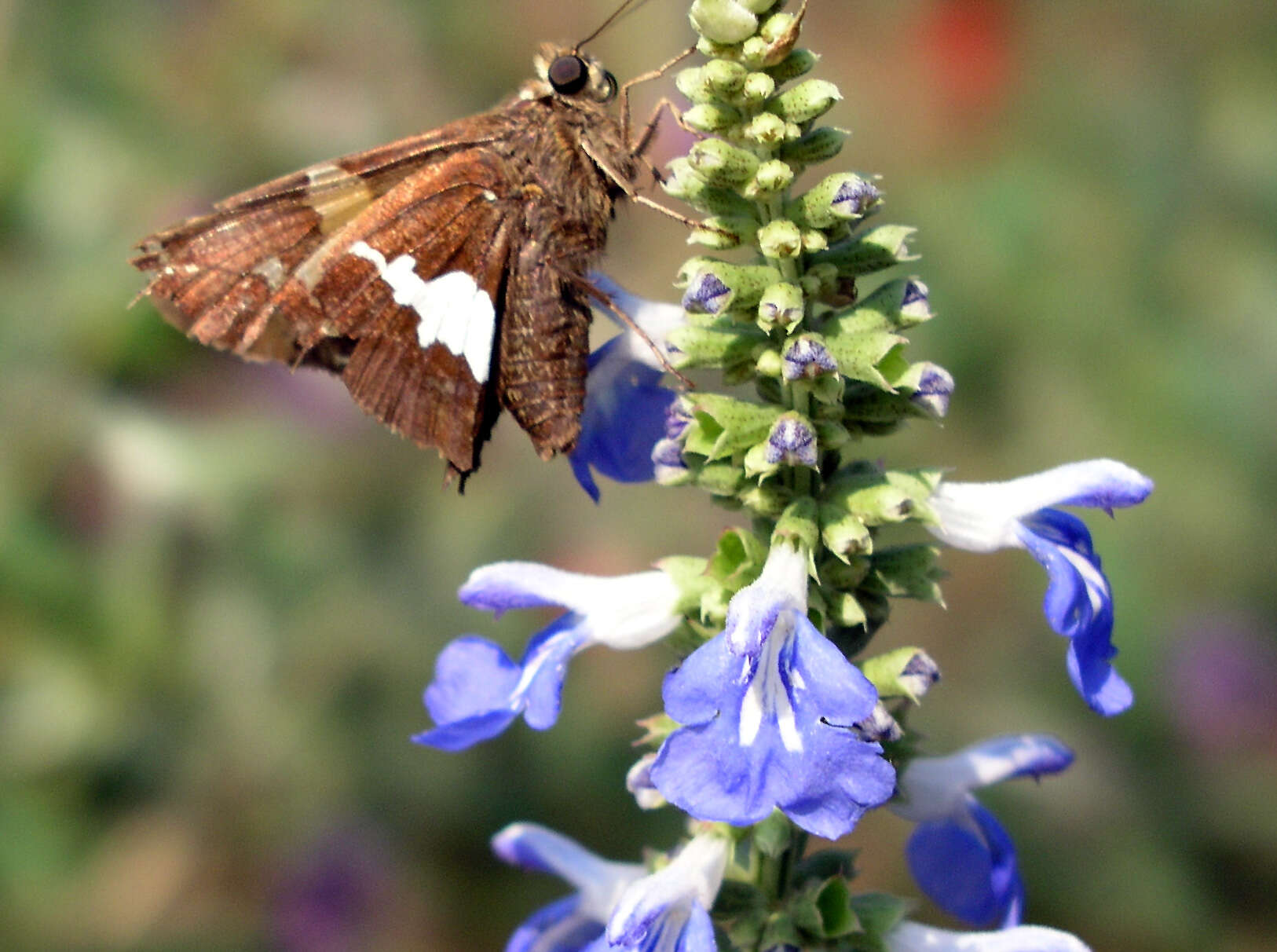 Image of Silver-spotted Skipper