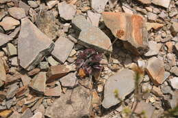 Image of Crassula atropurpurea var. muirii (Schönl.) G. D. Rowley