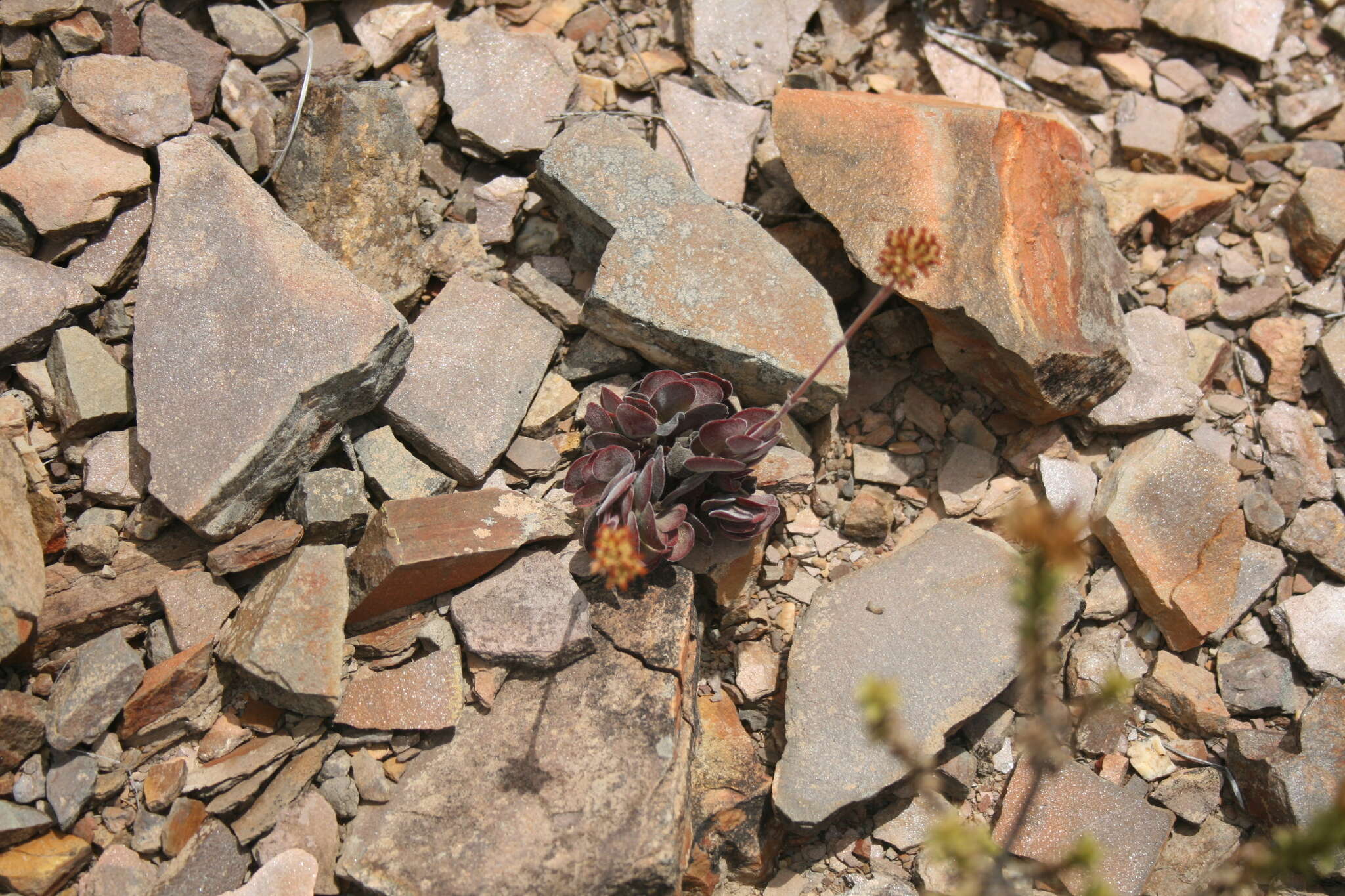 Image of Crassula atropurpurea var. muirii (Schönl.) G. D. Rowley