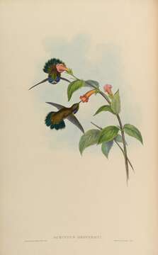 Image de Colibri de Geoffroy