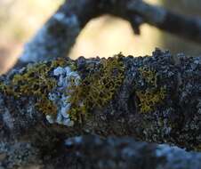 Image of Bare-bottomed Sunburst Lichen