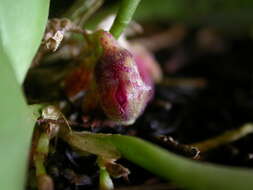 Image of Acianthera