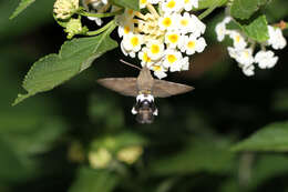 Image of Leucostrophus alterhirundo d'Abrera (1987)