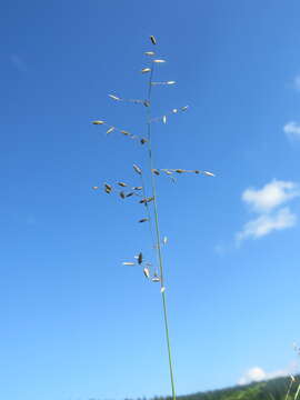 Image of Eragrostis volkensii Pilg.