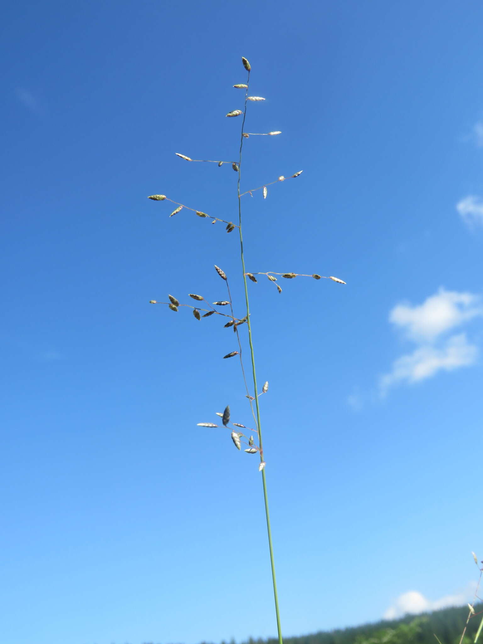 Image de Eragrostis volkensii Pilg.