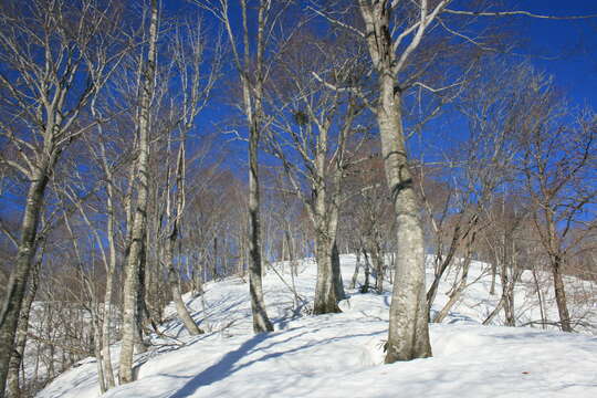 Слика од Fagus crenata Blume