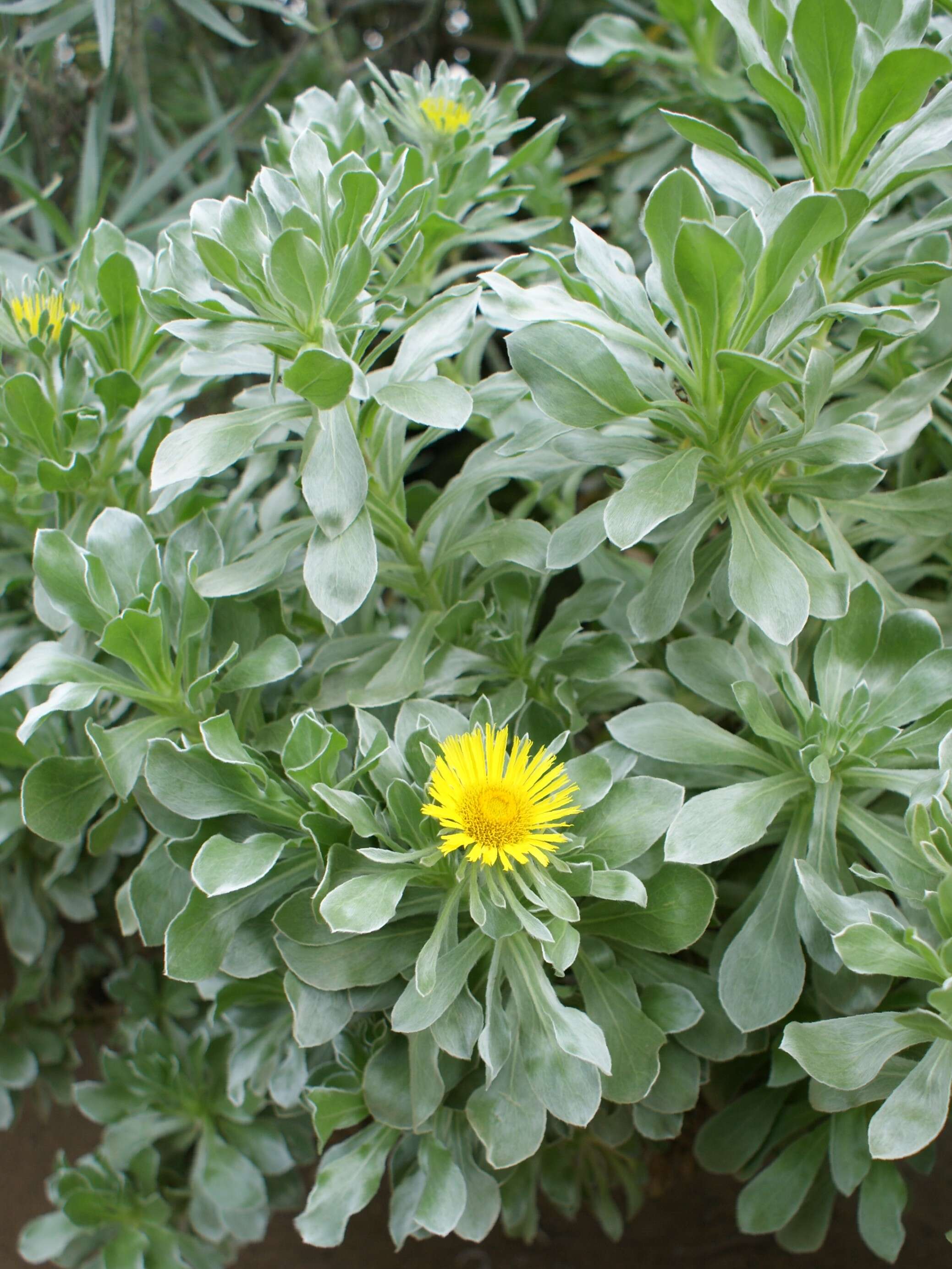 Image of Asteriscus sericeus (L. fil.) DC.