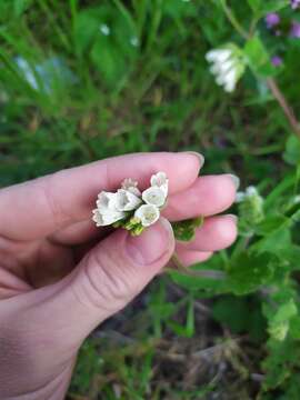 Image of Symphytum grandiflorum DC.