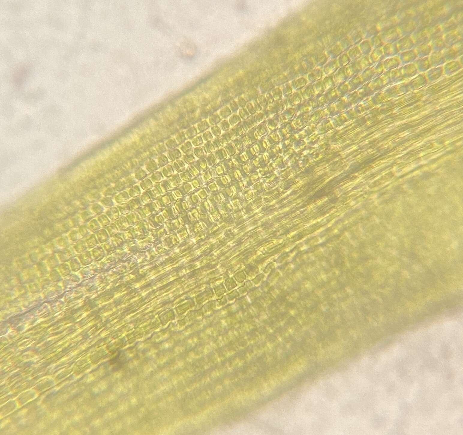 Image of ptychomitrium moss
