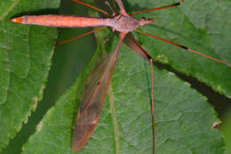 Tipula (Acutipula) fulvipennis De Geer 1776 resmi