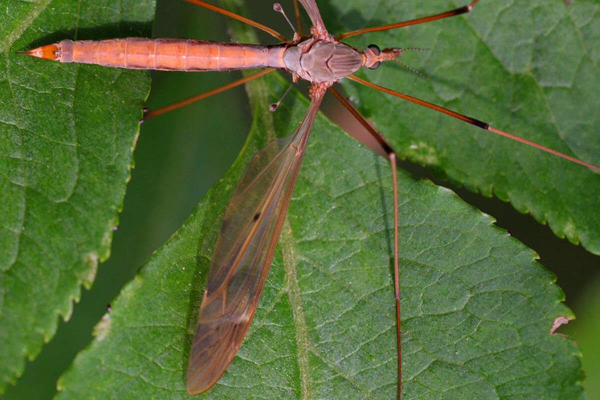 Tipula (Acutipula) fulvipennis De Geer 1776 resmi