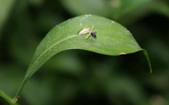 Imagem de Ruscus hypoglossum L.