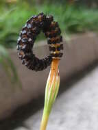 Image of Equisetum arvense subsp. diffusum (D. Don) Fraser-Jenkins