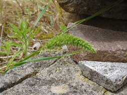 صورة Rostraria cristata (L.) Tzvelev