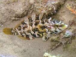 Image of Five-spotted Wrasse