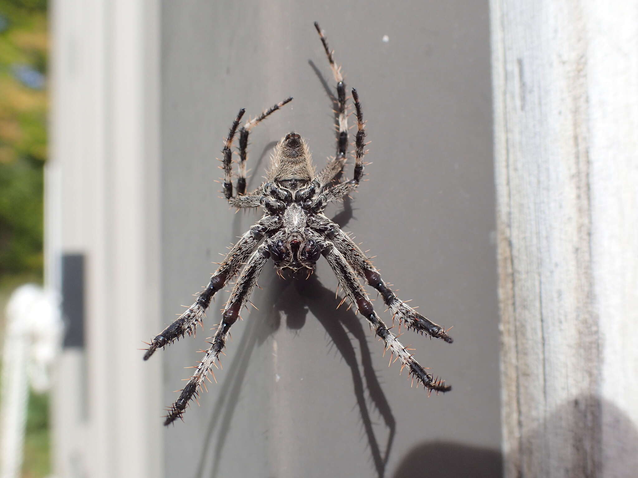 Image of Araneus saevus (L. Koch 1872)