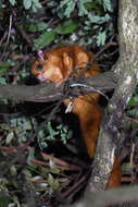 Image of Giant Flying Squirrels