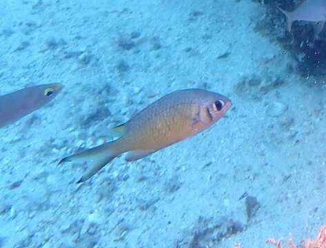 Image de Chromis weberi Fowler & Bean 1928