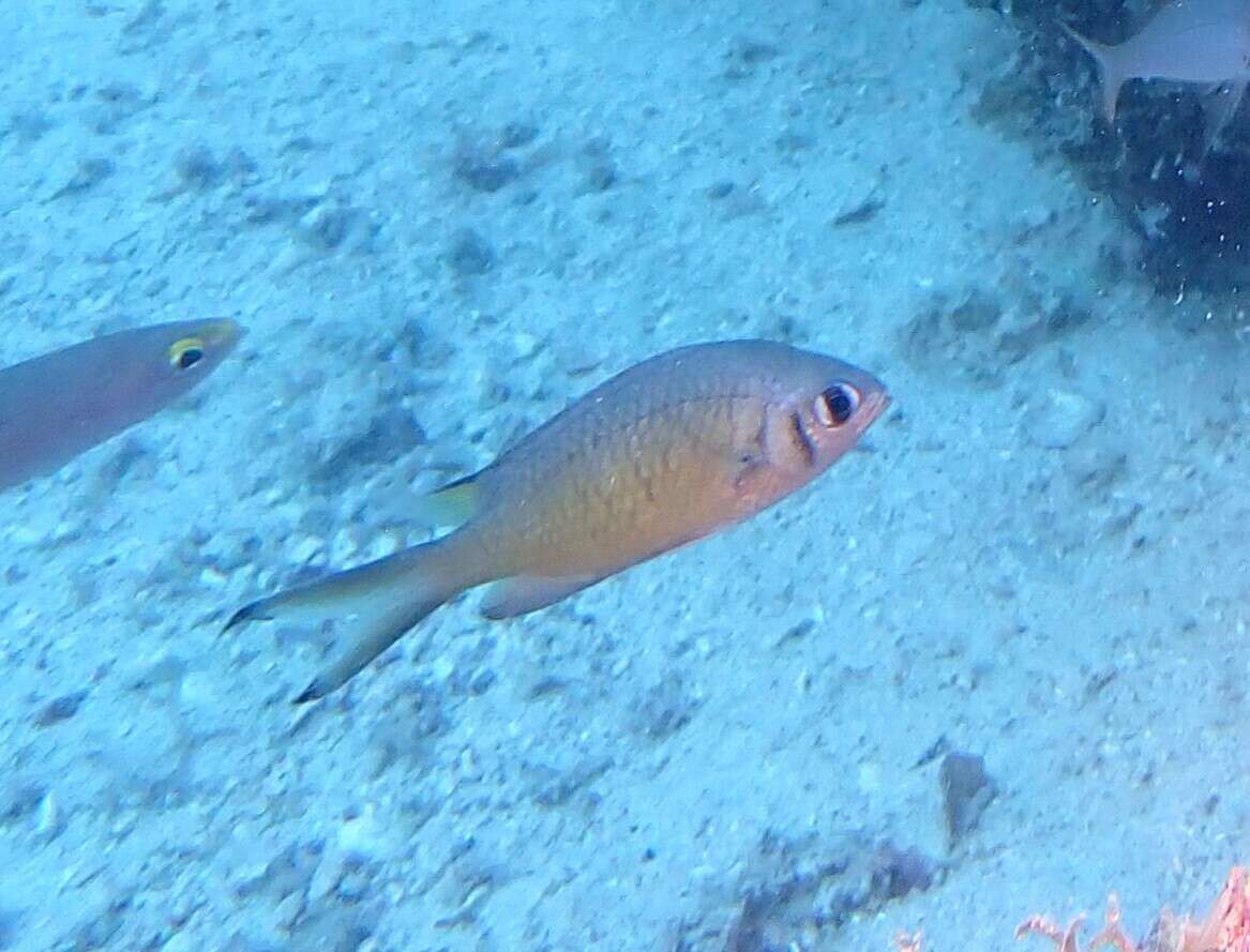 Image de Chromis weberi Fowler & Bean 1928