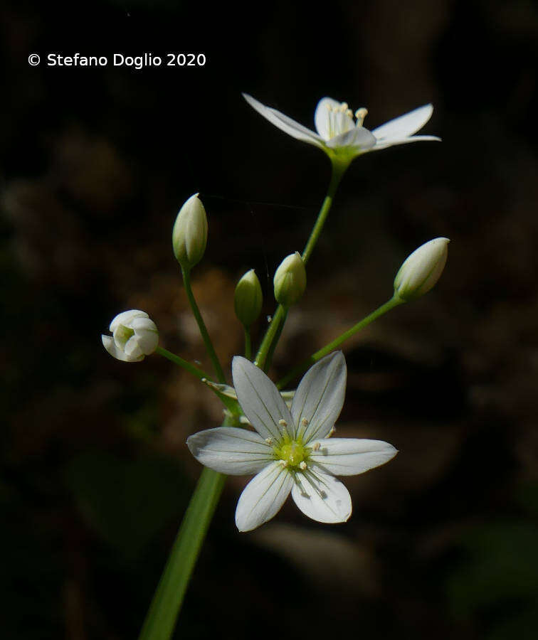 Image of Italian Garlic