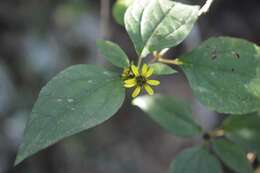 Philactis zinnioides Schrad. resmi