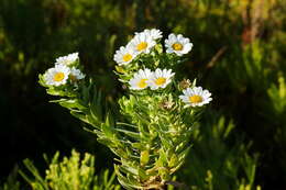 Imagem de Osmitopsis asteriscoides (L.) C. F. Less.