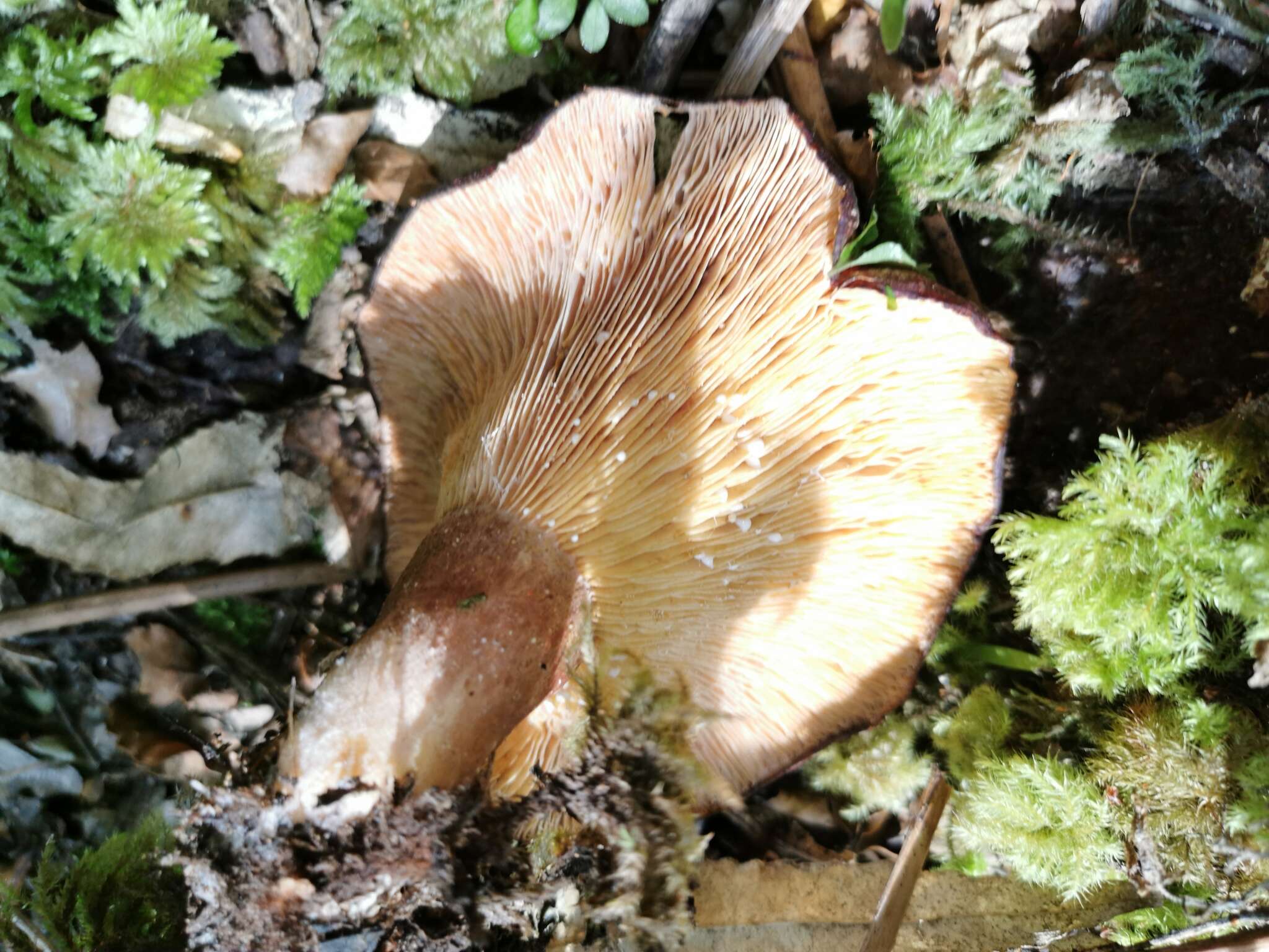 Image of Lactarius tawai McNabb 1971