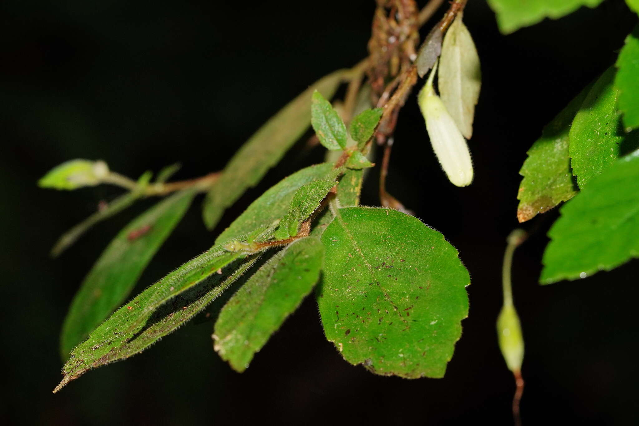 Image of Fieldia australis A. Cunn.