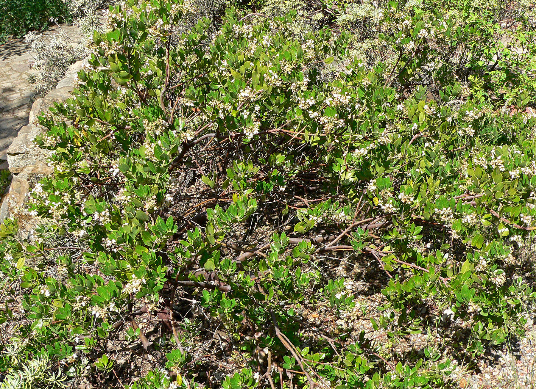 Image of woollyleaf manzanita