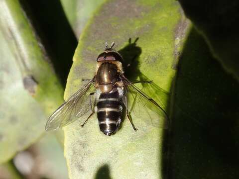 Image de Betasyrphus serarius (Wiedemann 1830)