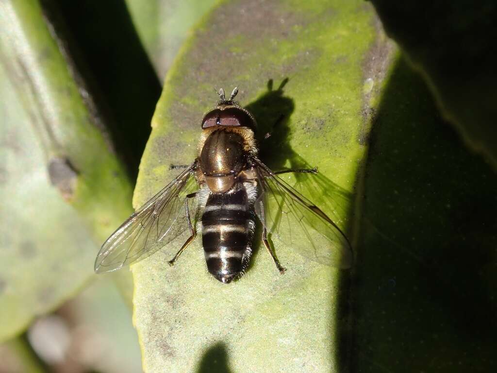 Image of Betasyrphus serarius (Wiedemann 1830)