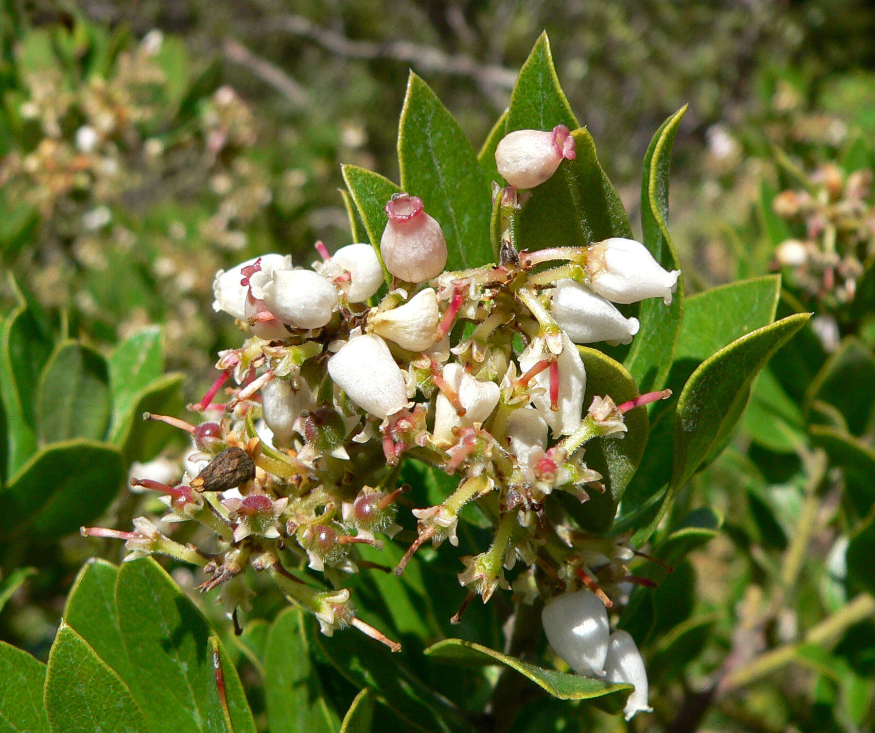 Image of woollyleaf manzanita