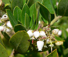 Image of woollyleaf manzanita